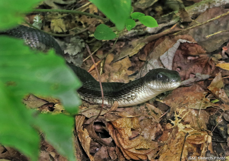 Rat_Snake