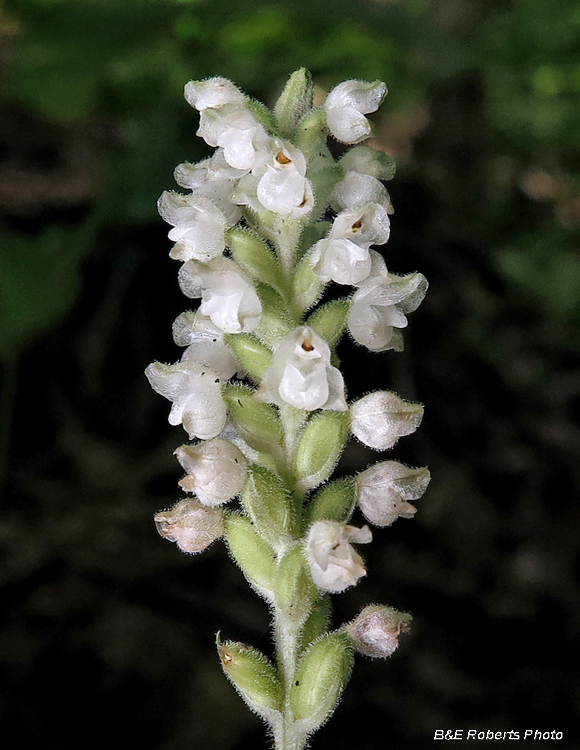 Goodyera_pubescens