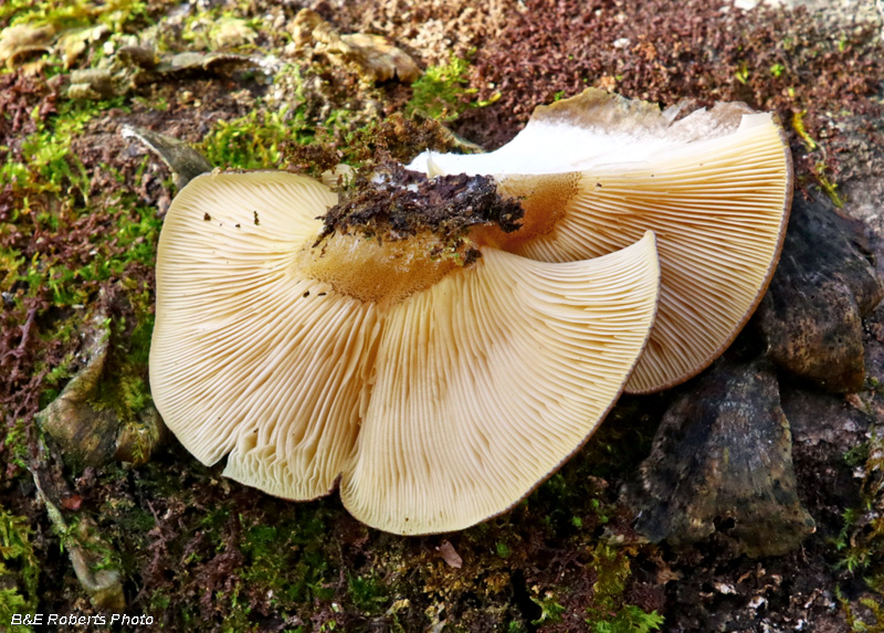 Pleurotus_ostreatus