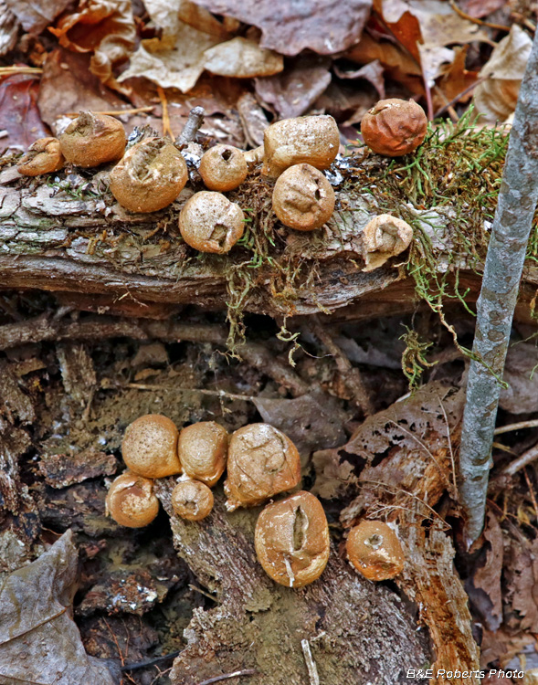 Puffballs