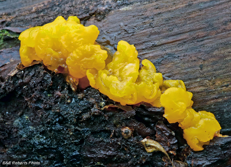 Tremella_mesenterica