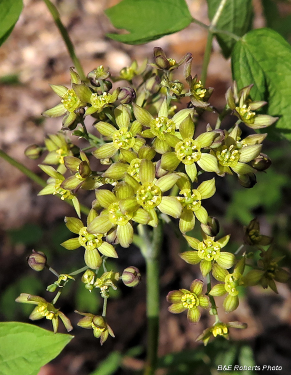 Blue_Cohosh