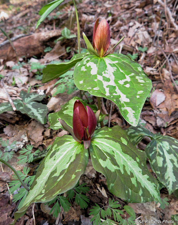 Trilliums