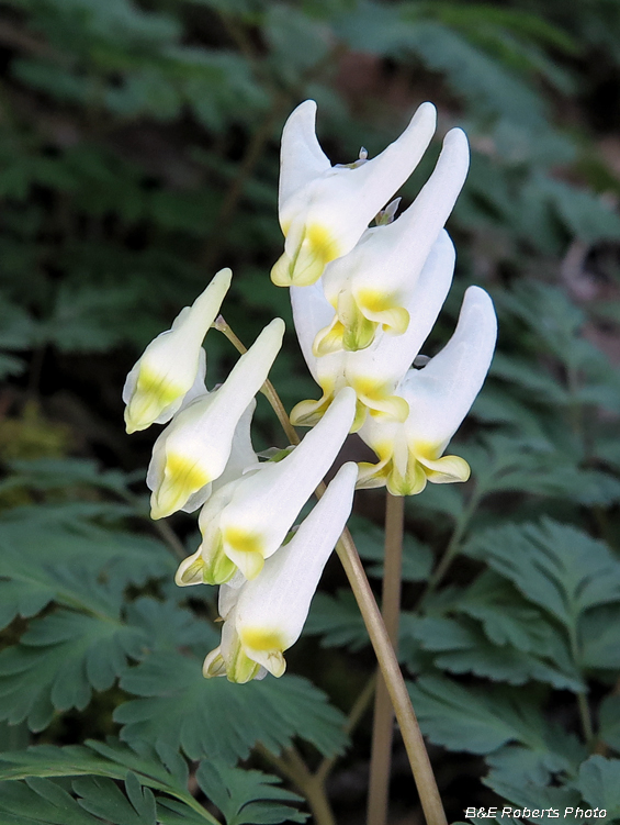 Dutchmans_Breeches