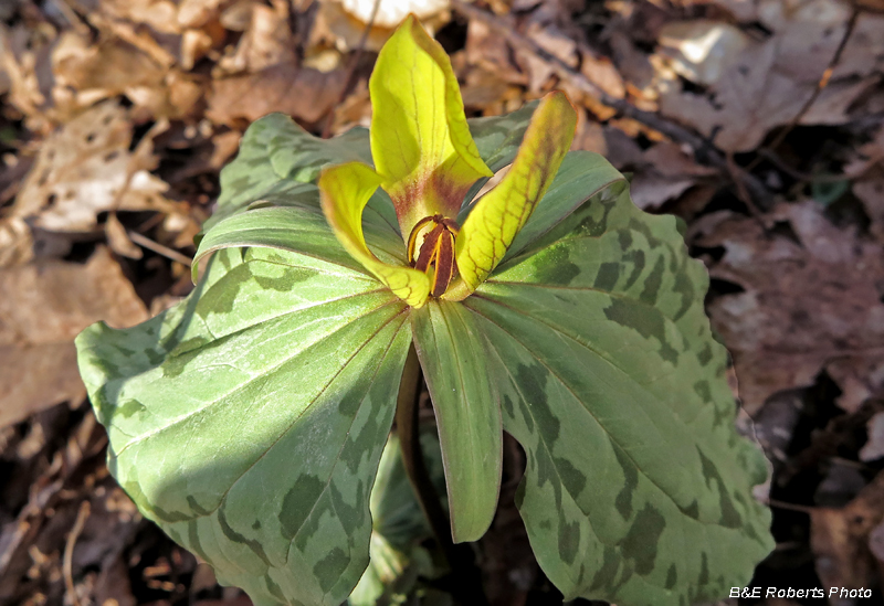 Yellow_Trillium