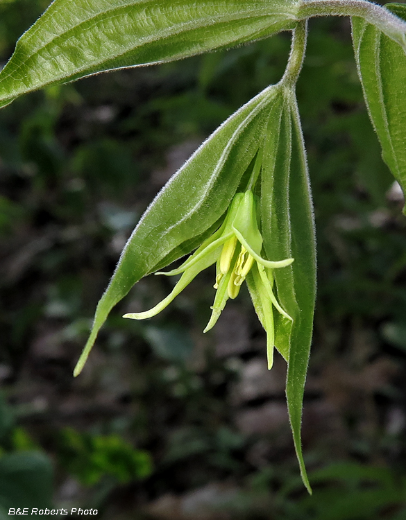 Yellow_Mandarin