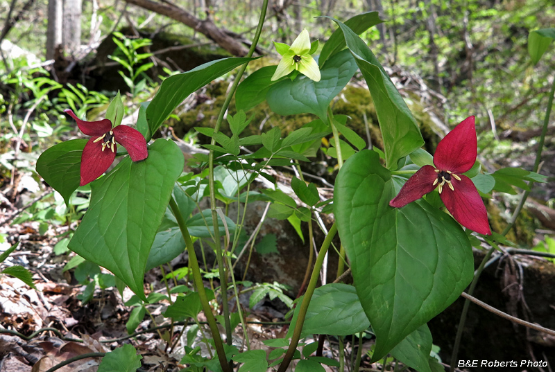 Trillium_trio