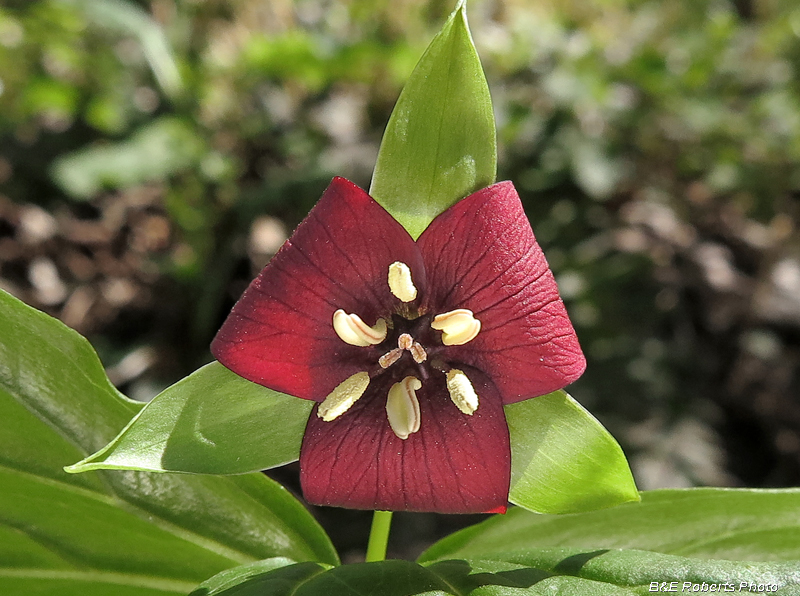 Red_Trillium