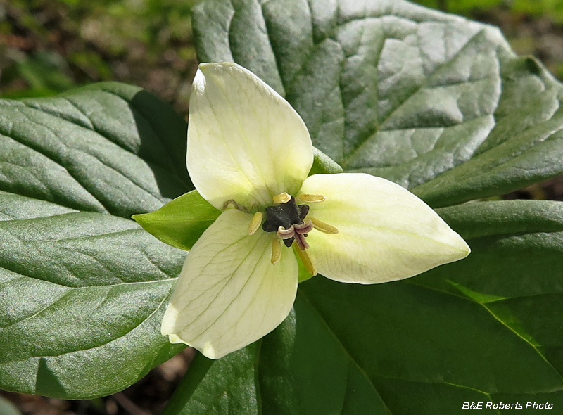 Trillium_cream