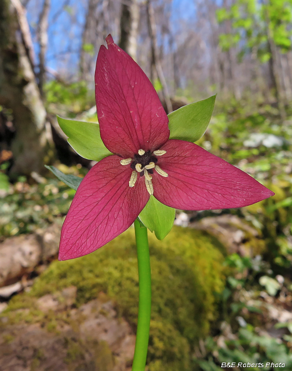 Trillium_erectum