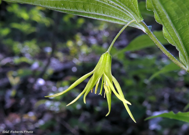 Yellow_Mandarin