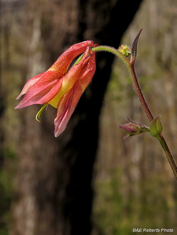 Lady_Slippers