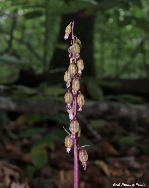 Coral-root