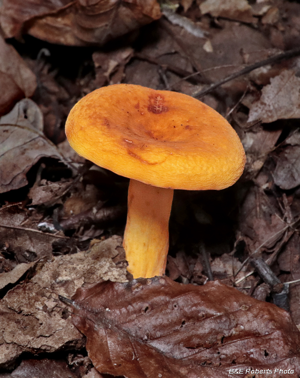 Hygrocybe