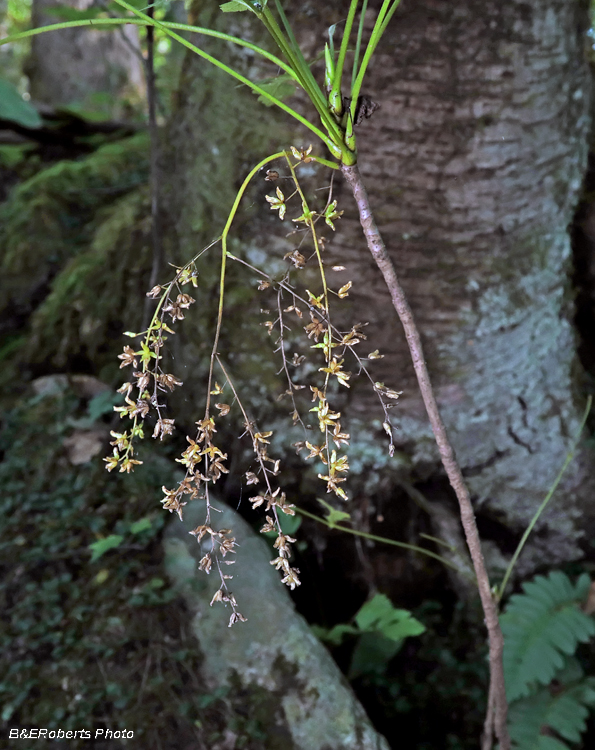 Yellowroot