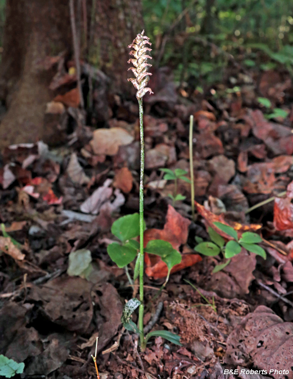 Spiranthes_ovalis