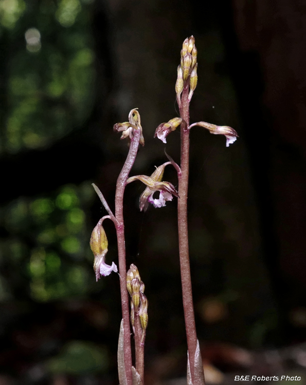 Coral-root