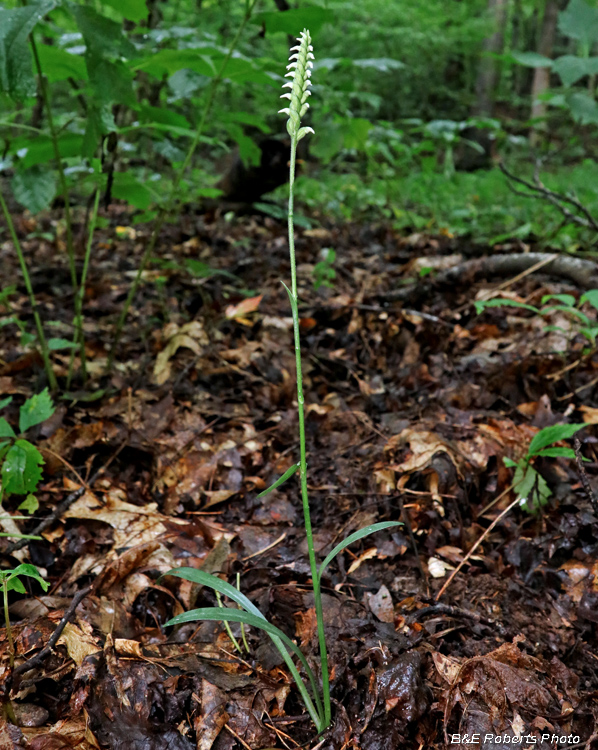 Spiranthes