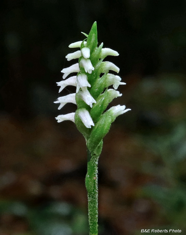 Spiranthes