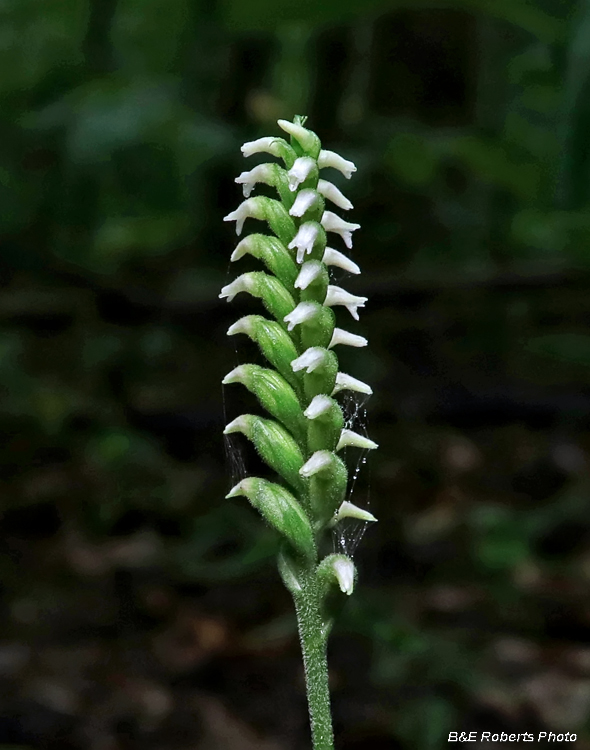 Spiranthes