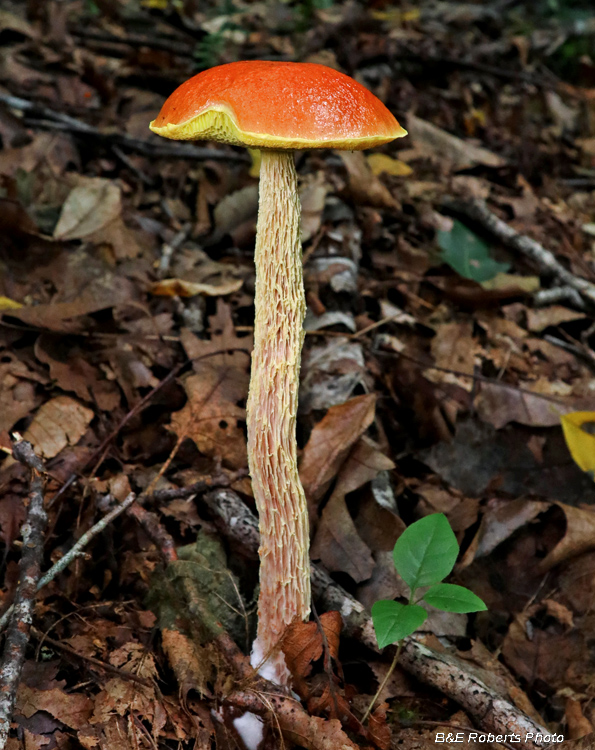 Shaggy_Stalked_Bolete