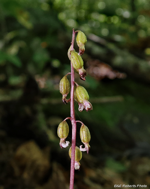 Corallorhiza