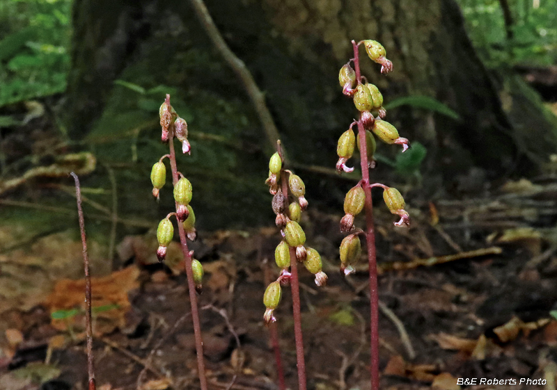 Corallorhiza