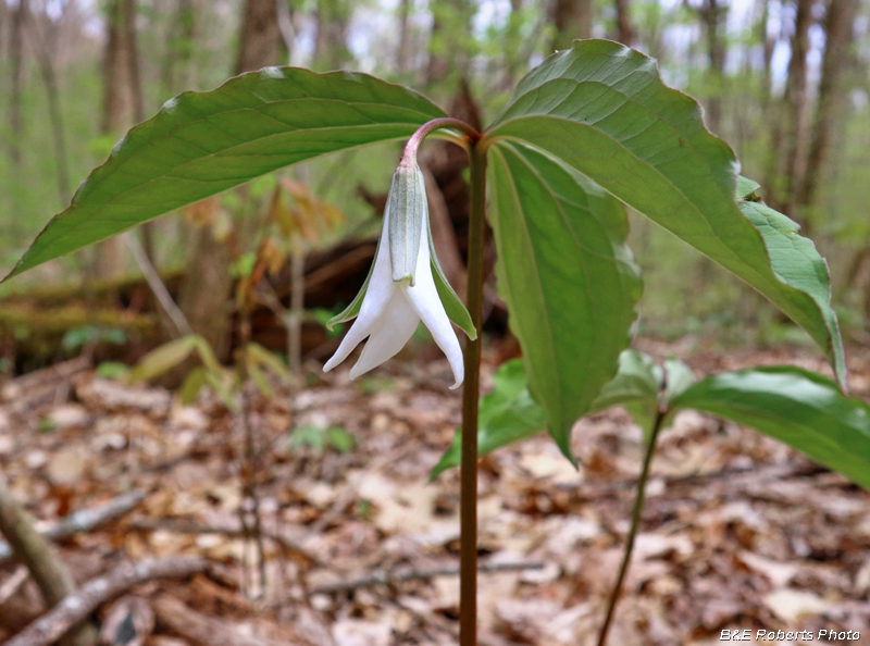 White_Catesby_Trillium