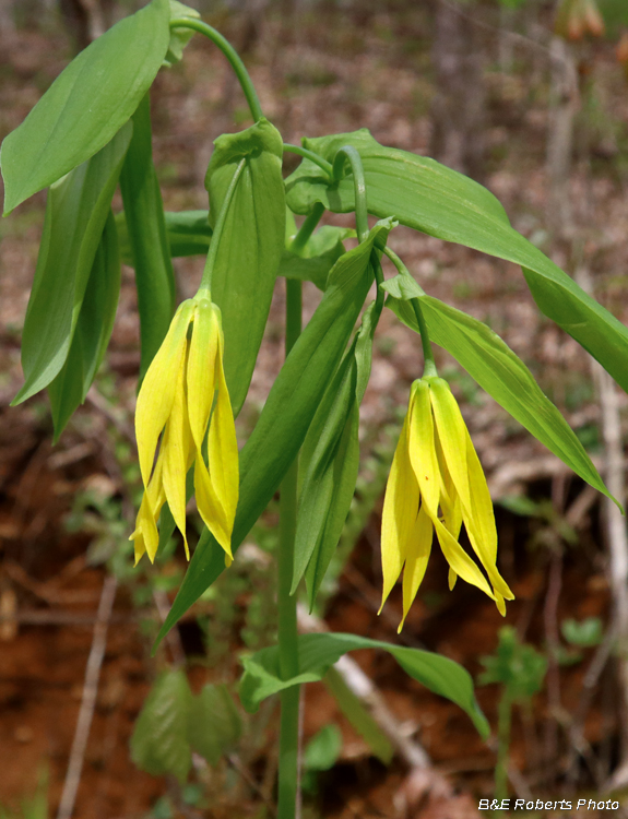 Large_Bellwort