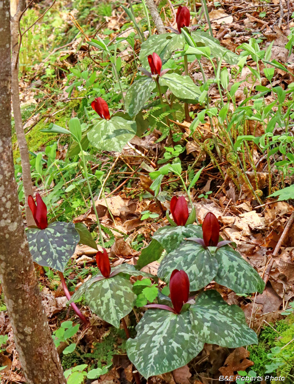 Trillium