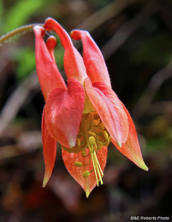 Columbine