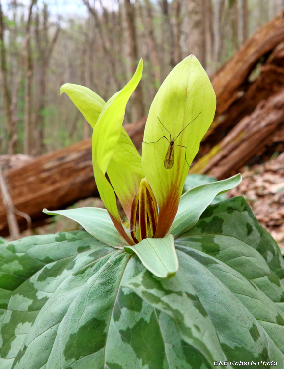 Trillium_cuneatum_yellow