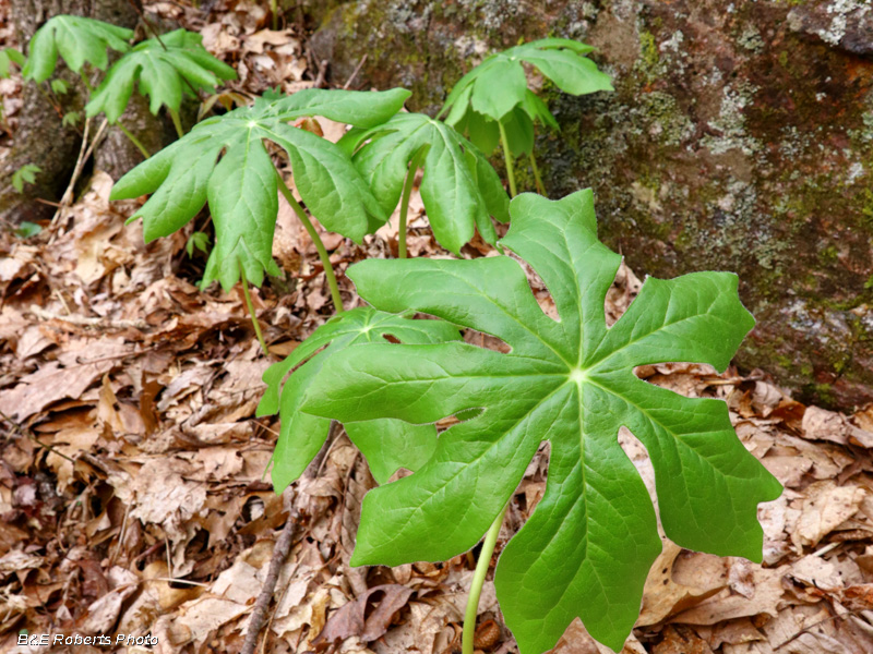 Mayapple