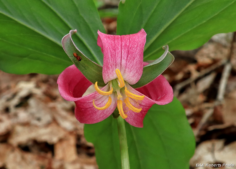 Dk_pink_Catesby_Trillium