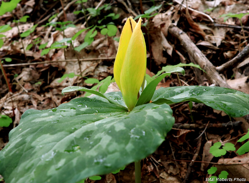 Yellow_Trillium_cuneatum