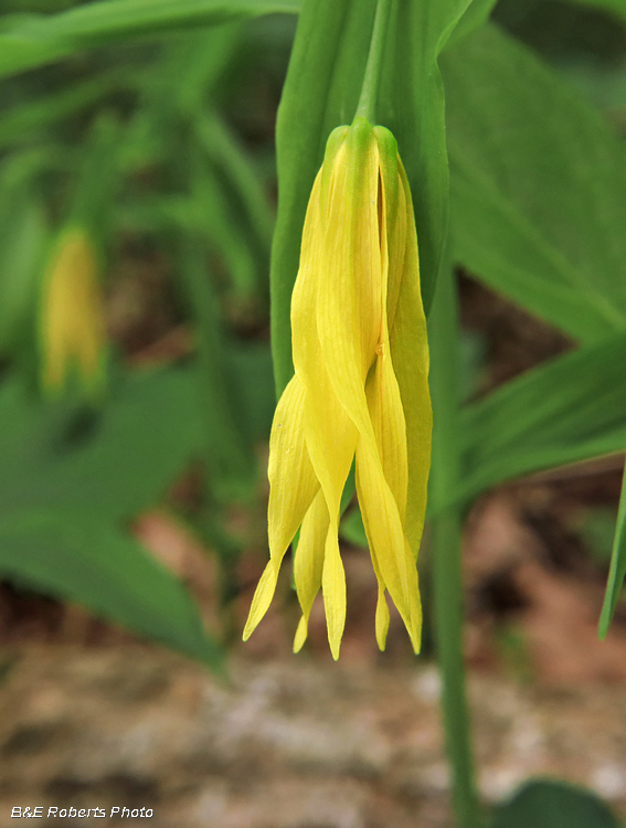 Large_Bellwort