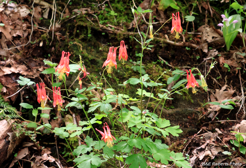 Columbine