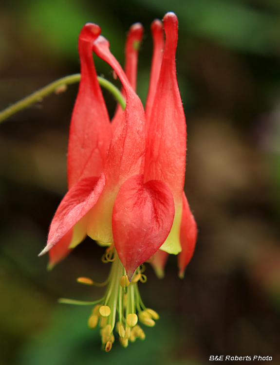 Columbine