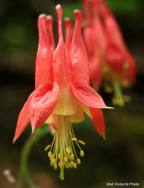 Columbine