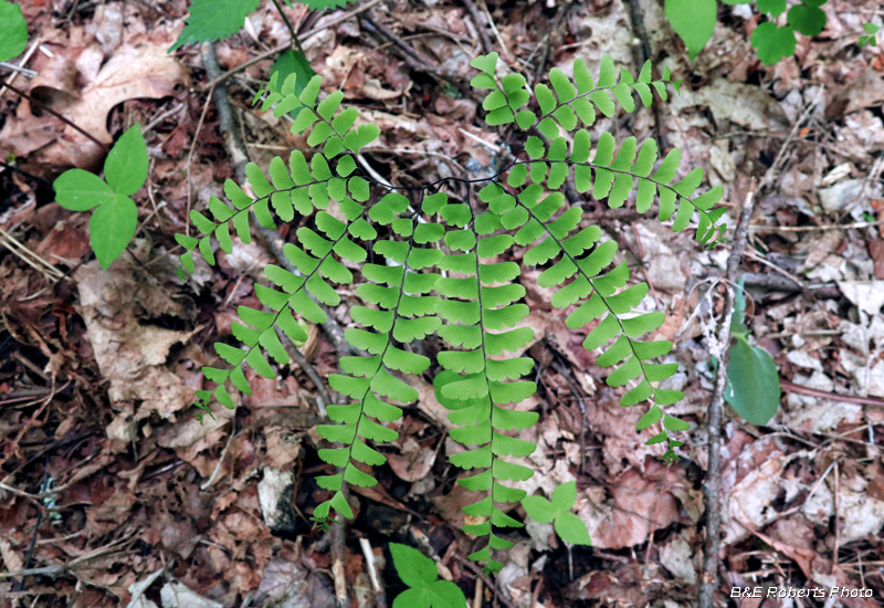 Maidenhair_Fern