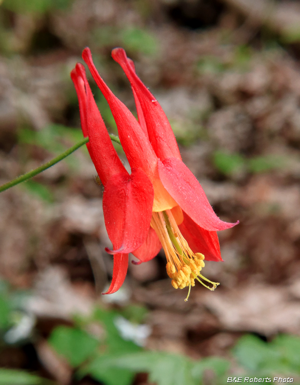 Columbine