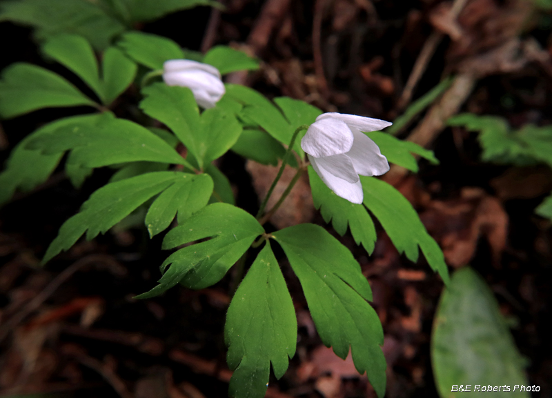 Wood_Anemone