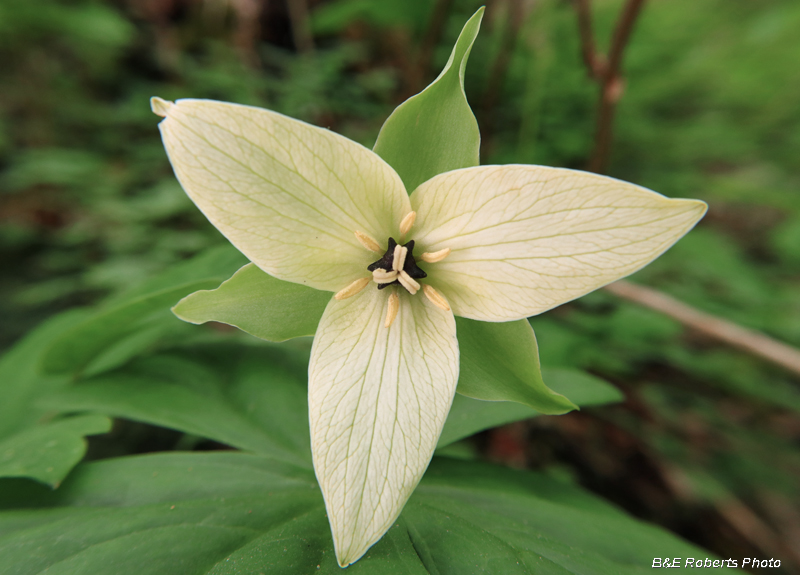 Cream_Trillium_erectum