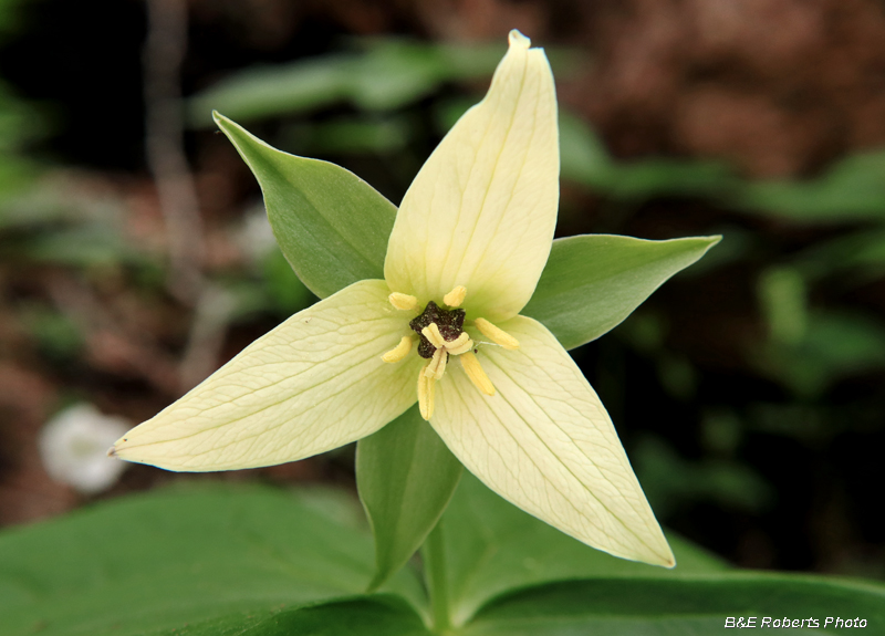 Cream_Trillium_erectum