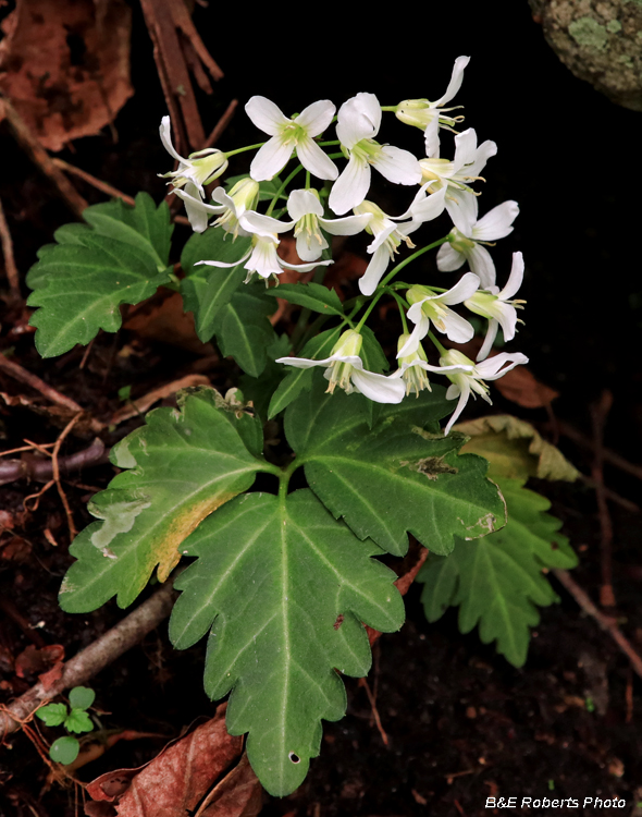 Toothwort