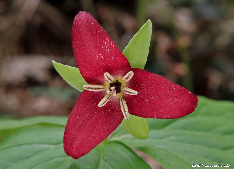 Red_Trillium_erectum