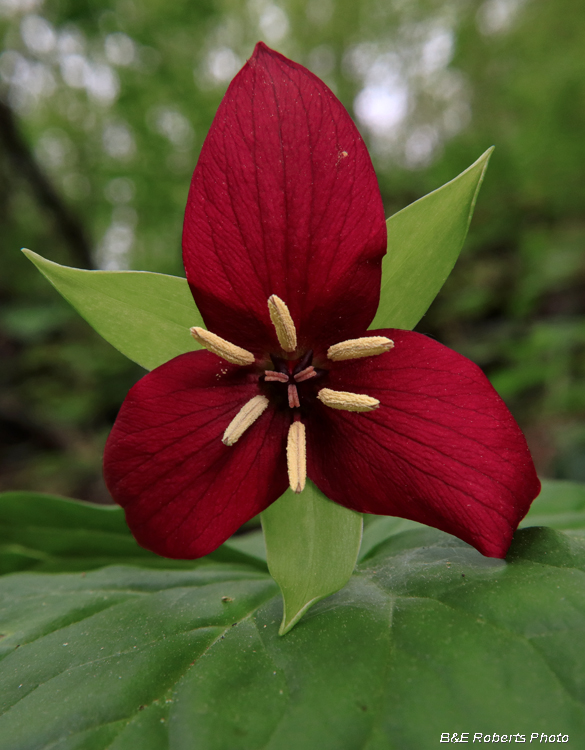 Red_Trillium_erectum