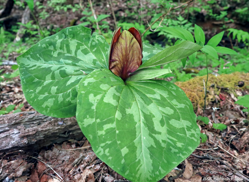 Trillium_cuneatum