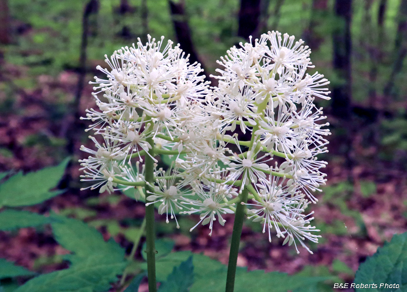 Baneberry