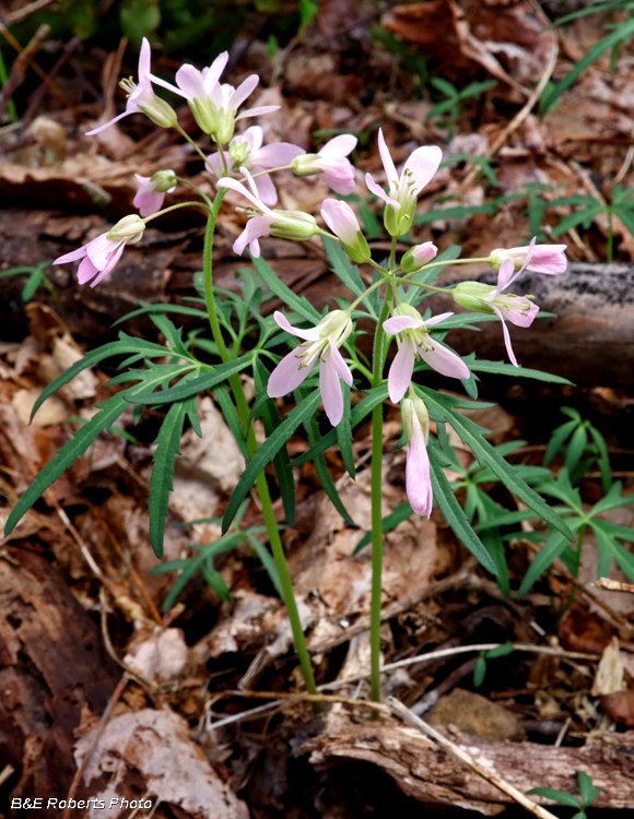 Cutleaf_Toothwort